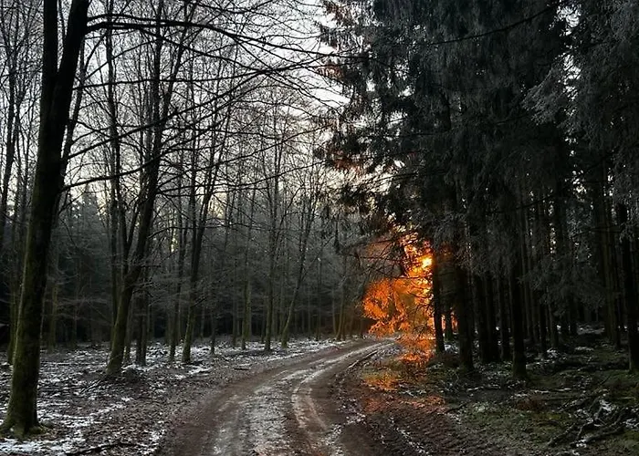 La Planque Du Raton Laveur